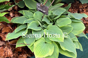 Hosta 'Veronica Lake'