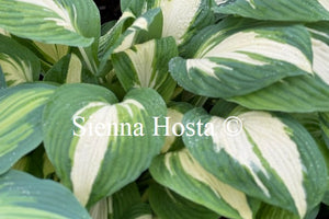 Hosta 'Vulcan'