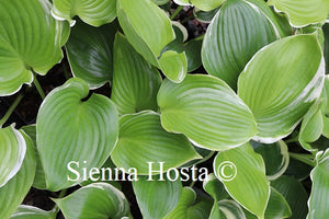 Hosta Windy City