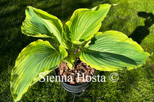 Hosta Wu Hoo