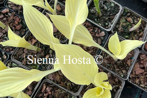 Hosta 'Zebra Stripes'