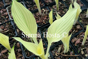 Hosta 'Zebra Stripes'