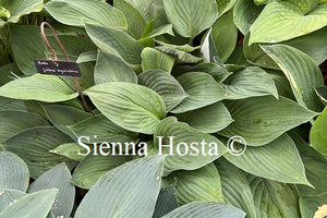 Hosta fortunei hycinthina