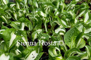 Hosta 'Twisted Spearmint'