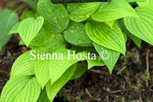 Hosta venusta