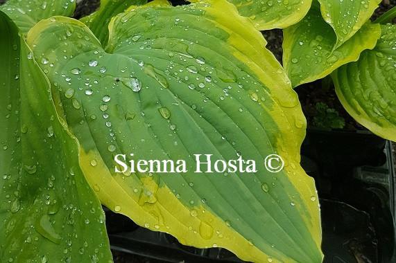 Hosta 'Seducer'