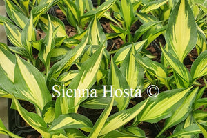 Hosta 'Surprised by Joy'