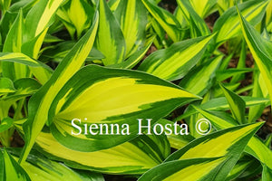 Hosta 'Surprised by Joy'