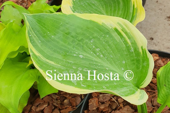 Hosta 'Rhinestone Cowboy'