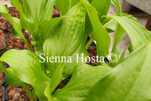 Hosta 'Leapin' Lizzard'