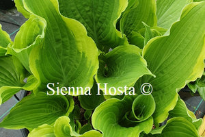 Hosta 'Spring Fling'