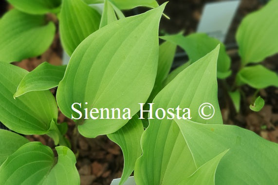 Hosta 'Over the Waves'