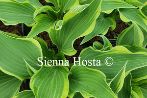 Hosta 'Dark Star'