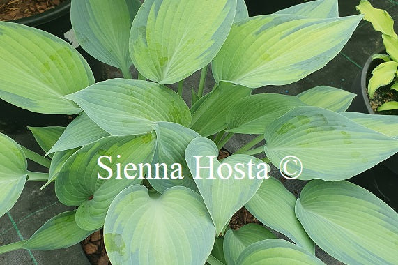 Hosta 'Paradise Joyce'