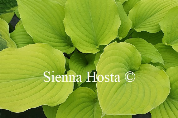 Hosta 'Double D Cup' - Sienna Hosta