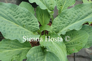 Hosta 'Zita'