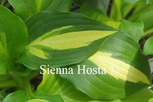 Hosta Lakeside Fruit Loops