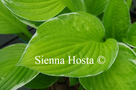 Hosta 'Hasta Manana'