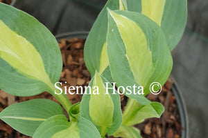 Hosta 'Hot Kiss'