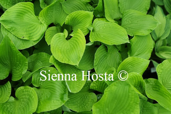 Hosta 'Double D Cup' - Sienna Hosta