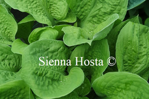 Hosta 'Oriana'