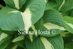 Hosta Vulcan