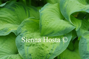 Hosta 'Old Glory'