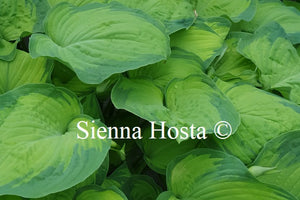 Hosta 'Old Glory'