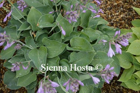 Hosta Blue Cadet