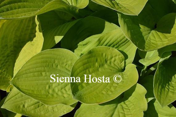 Hosta Zounds