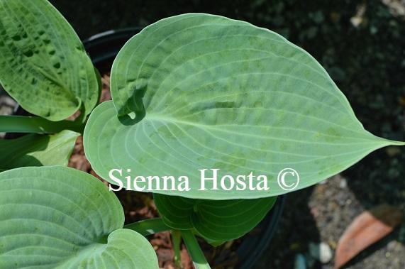 Hosta Paradise Ocean