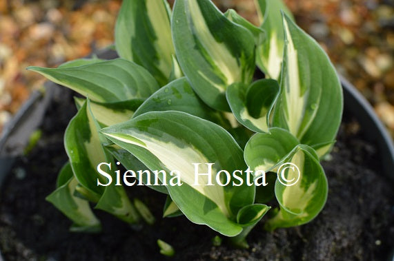 Hosta 'Paradise on Fire'