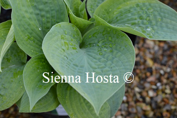 Hosta 'Paradise Surprise'