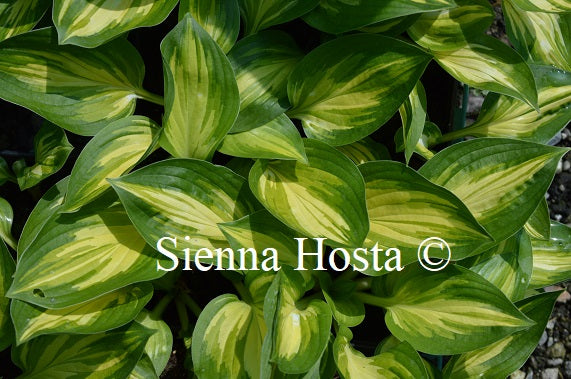 Hosta 'Peppermint Ice'