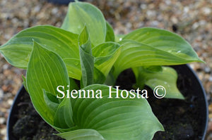 Hosta 'Borwick Beauty'