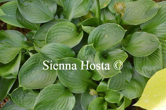 Hosta Lakeside Lollipop