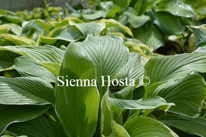 Hosta Mountain Snow