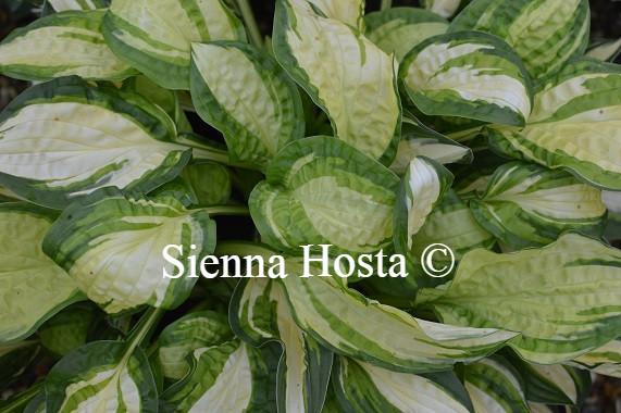 Hosta Peanut