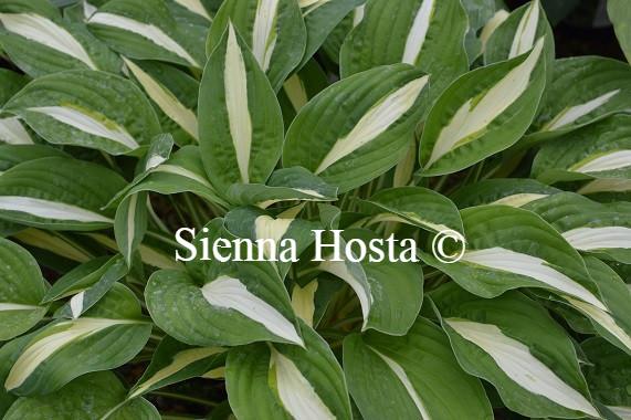 Hosta Risky Business