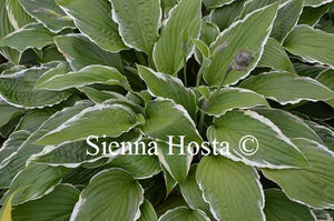 Hosta 'Snow Crust'