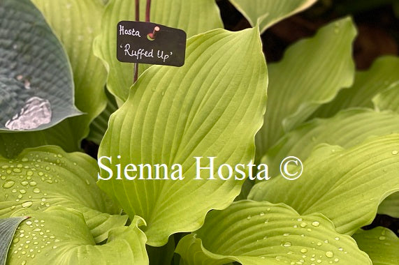 Hosta 'Ruffed Up'