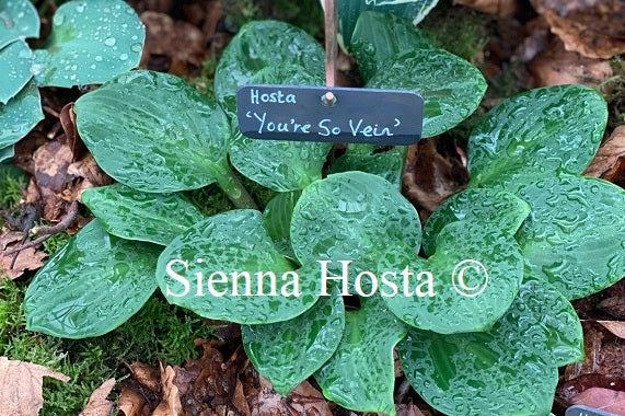 Hosta 'You're So Vein'