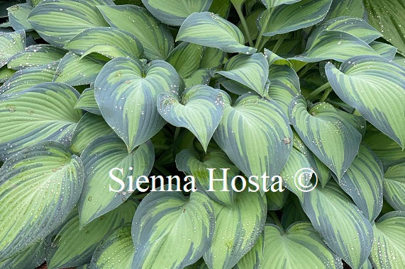 Hosta 'June'