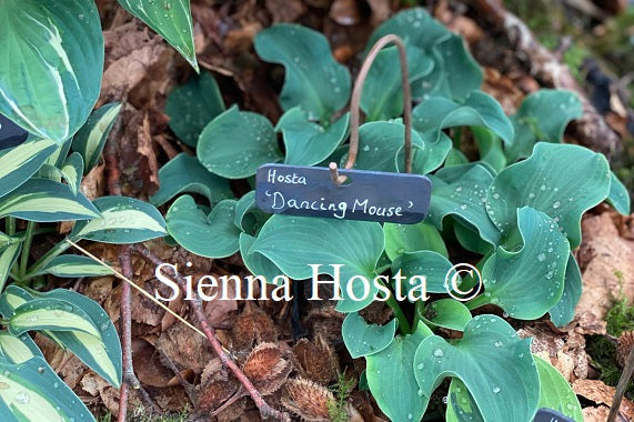 Hosta 'Double D Cup' - Sienna Hosta