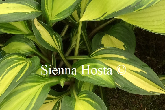 Hosta Rainbows End