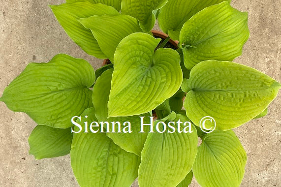 Hosta 'Coast to Coast'