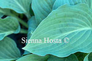 Hosta 'Zita'