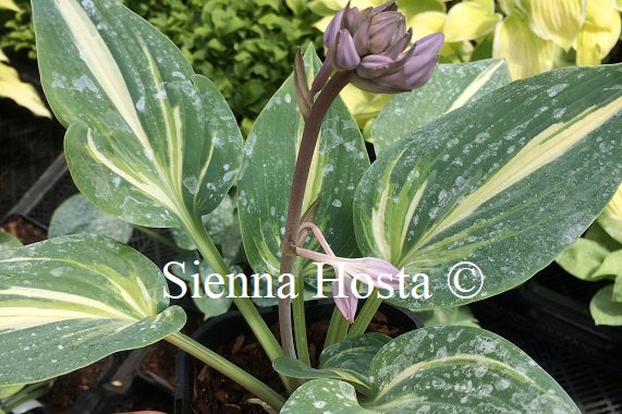 Hosta 'Party Popper'