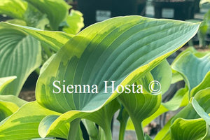 Hosta 'Rebel Heart'