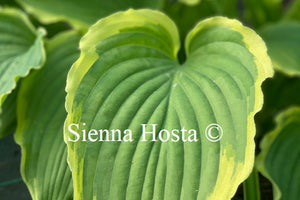 Hosta 'Spring Fling'